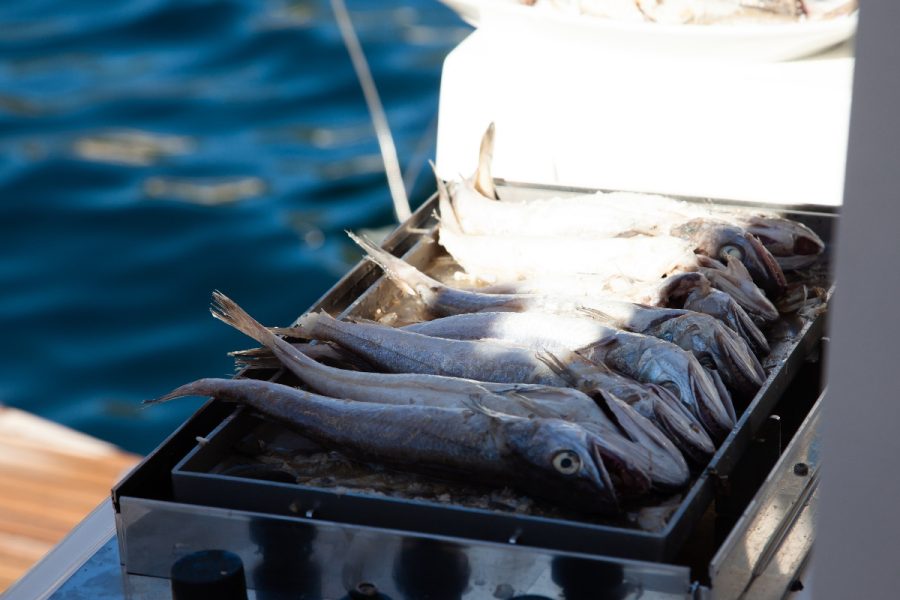 2022_10 JIBE Jedrenje-4803